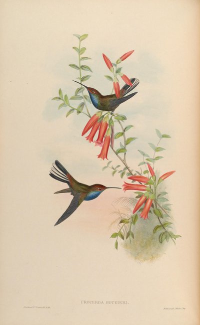 Urochroa bougueri by John Gould